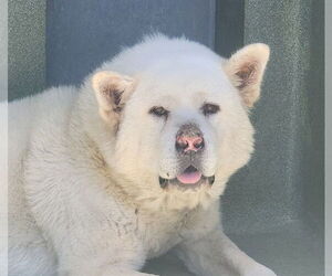 Akita Dogs for adoption in Downey, CA, USA