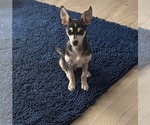 Small #2 Chihuahua Mix