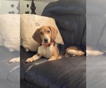 Small Photo #1 Beagle Puppy For Sale in HAZEL GREEN, AL, USA