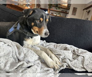 German Shepherd Dog-Great Pyrenees Mix Dogs for adoption in Aurora, CO, USA