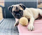 Small #5 Pug