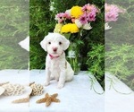 Puppy Dolly Goldendoodle (Miniature)