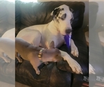Small Photo #1 Great Dane Puppy For Sale in ALVORD, TX, USA
