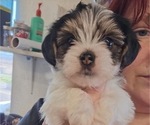 Small #8 Yorkshire Terrier