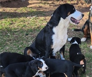 Mother of the Greater Swiss Mountain Dog puppies born on 01/12/2024