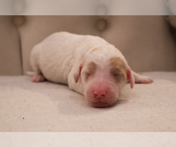 Medium Photo #2 Aussiedoodle Miniature  Puppy For Sale in ALLEN, TX, USA