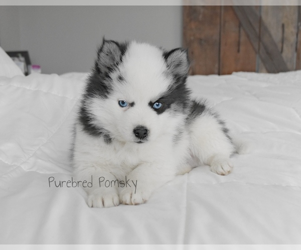 Medium Photo #1 Pomsky Puppy For Sale in KANSAS CITY, MO, USA