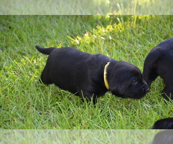 Medium Photo #12 Labrador Retriever Puppy For Sale in RICHMOND HILL, GA, USA
