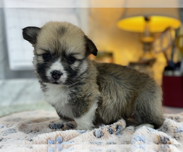 Medium Photo #2 Pembroke Welsh Corgi Puppy For Sale in COBLESKILL, NY, USA
