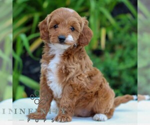 Cavapoo Puppy for sale in LITITZ, PA, USA