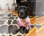 Small #16 American Pit Bull Terrier-American Staffordshire Terrier Mix