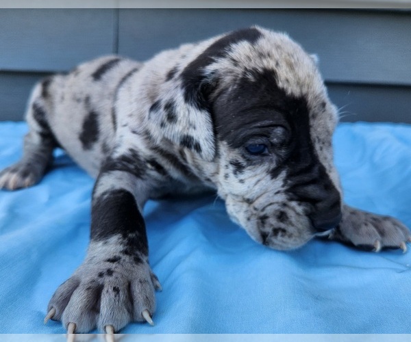 Medium Photo #4 Great Dane Puppy For Sale in MOUNT STERLING, KY, USA