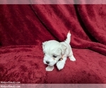 Puppy Alastaire Maltese