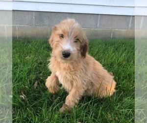 Goldendoodle-Poodle (Standard) Mix Puppy for sale in NARVON, PA, USA