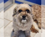 Small Shih Tzu Mix