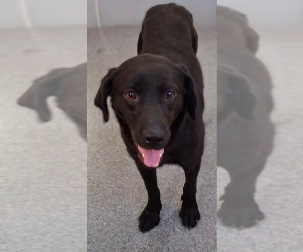 Medium Photo #1 Labrador Retriever-Unknown Mix Puppy For Sale in Low Moor, VA, USA