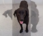 Small Labrador Retriever Mix
