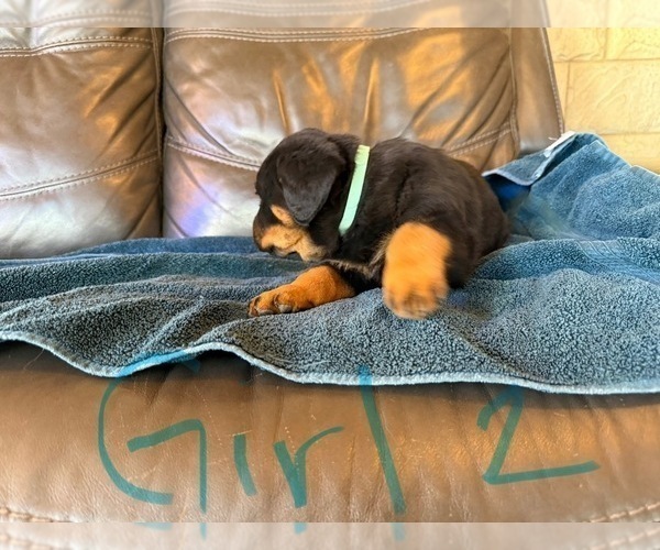 Medium Photo #10 Rottweiler Puppy For Sale in LAFAYETTE, IN, USA