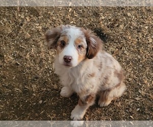 Australian Shepherd Puppy for sale in NOWATA, OK, USA