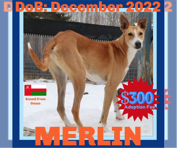 Medium Photo #4 Saluki-Whippet Mix Puppy For Sale in Sebec, ME, USA
