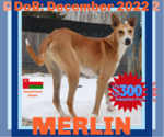 Small #3 Saluki-Whippet Mix