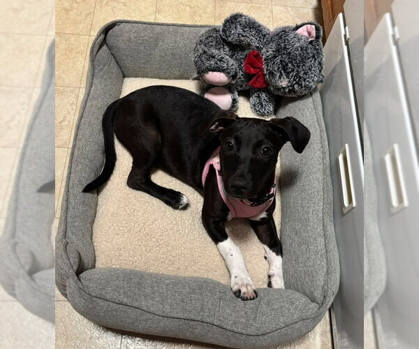 Medium Photo #3 Mutt Puppy For Sale in Cliffwood, NJ, USA