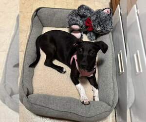 Sakki - Female Mutt Dog for Adoption - Photo #3