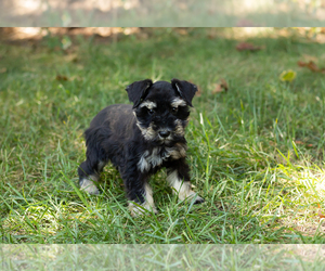 Schnauzer (Miniature) Puppy for sale in NAPPANEE, IN, USA