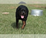 Small Photo #1 Rottweiler Puppy For Sale in PELZER, SC, USA