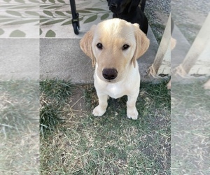 Golden Labrador Puppy for sale in LOOMIS, CA, USA