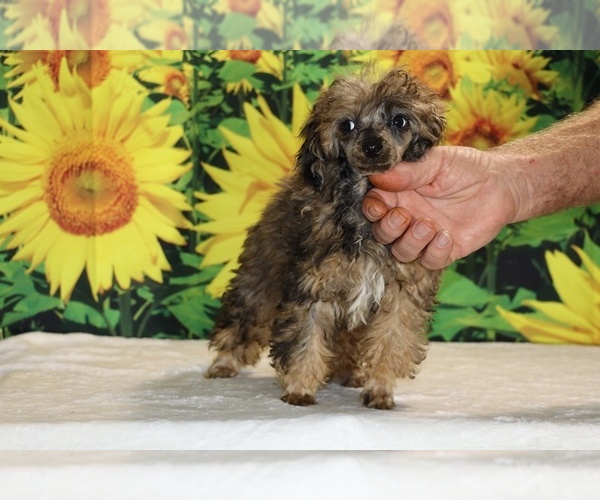 Medium Photo #40 Poodle (Toy) Puppy For Sale in DYERSBURG, TN, USA