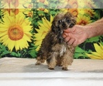 Marbles - Male Poodle (Toy) Puppy for Sale - Photo #40