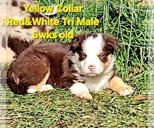 Medium Photo #59 Border Collie Puppy For Sale in BYBEE, TN, USA