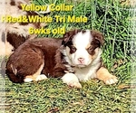 Small Photo #59 Border Collie Puppy For Sale in BYBEE, TN, USA
