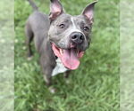 Small #1 American Pit Bull Terrier Mix