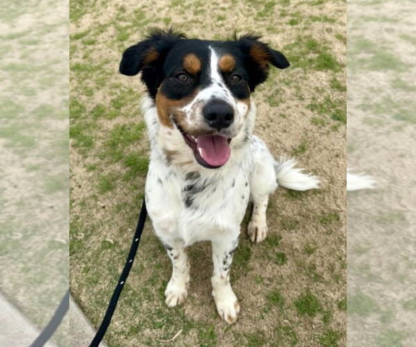 Medium Photo #3 Colonial Cocker Spaniel-Unknown Mix Puppy For Sale in Canton, CT, USA
