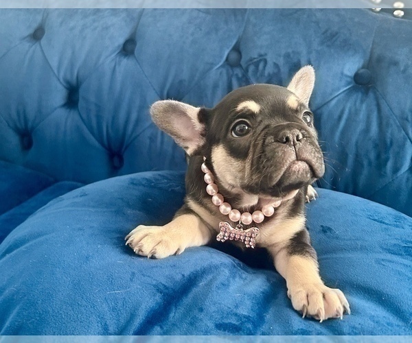 Medium Photo #3 French Bulldog Puppy For Sale in ENCINO, CA, USA