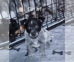 Small Photo #16 Australian Cattle Dog Puppy For Sale in LAURENS, SC, USA