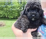 Small #4 Aussiedoodle