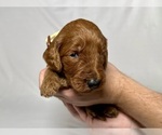 Small #5 Goldendoodle