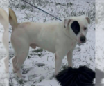 Small #2 Boxador