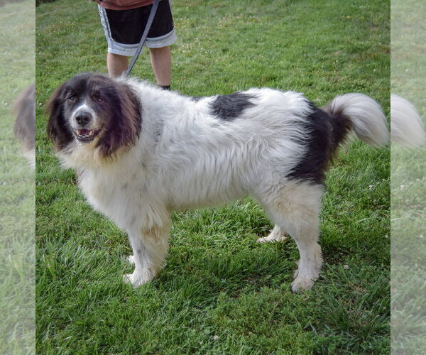 Medium Photo #2 Collie-Great Pyrenees Mix Puppy For Sale in Huntley, IL, USA