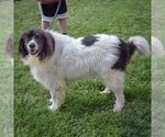 Small #1 Collie-Great Pyrenees Mix