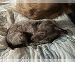 Small #3 Poodle (Miniature)