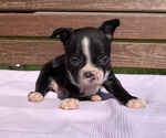 Small #6 Boston Terrier