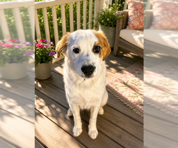 Medium Photo #3 Saint Pyrenees Puppy For Sale in MIDWAY, UT, USA