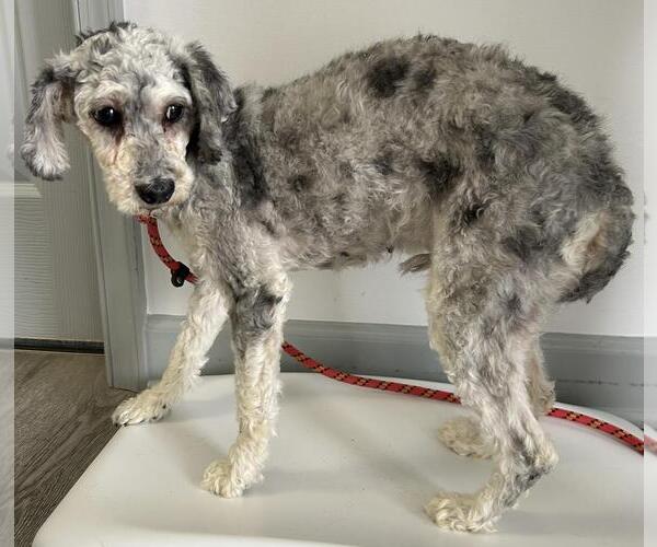 Medium Photo #3 Cock-A-Poo-Unknown Mix Puppy For Sale in Westminster, MD, USA