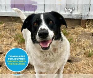 Border Collie-Unknown Mix Dogs for adoption in Santa Cruz, CA, USA