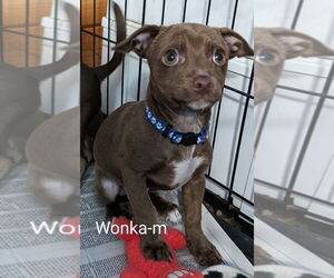 Chiweenie Dogs for adoption in San Bernardino, CA, USA