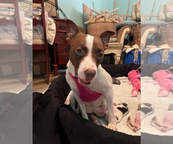 Medium Photo #1 Mutt Puppy For Sale in New Orleans, LA, USA
